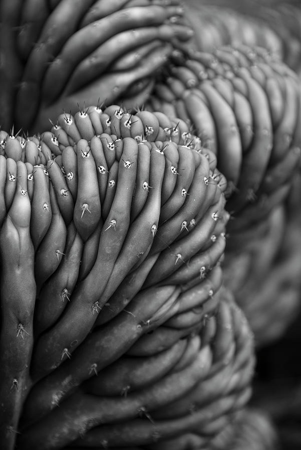 San Diego Photograph - Succulent Wrinkles by William Dunigan