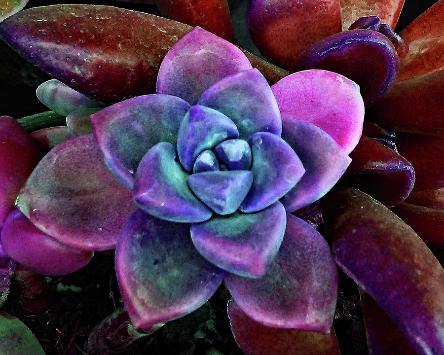 Succulent Yum Photograph by Andrew Lawrence