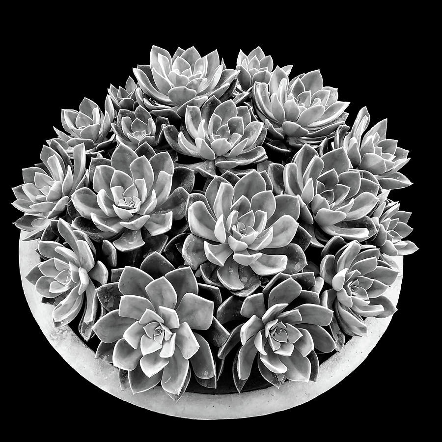 Succulents 007 Digital Art by Brian Davis