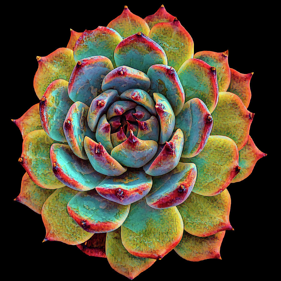 Succulents 011 Digital Art by Brian Davis