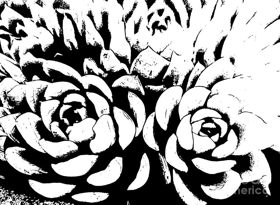 Succulents 3 Digital Art by Tracey Lee Cassin