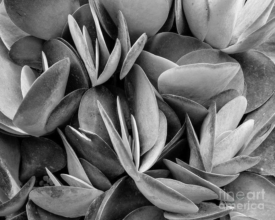 Succulents Abstract in Black and White Photograph by Edward Fielding