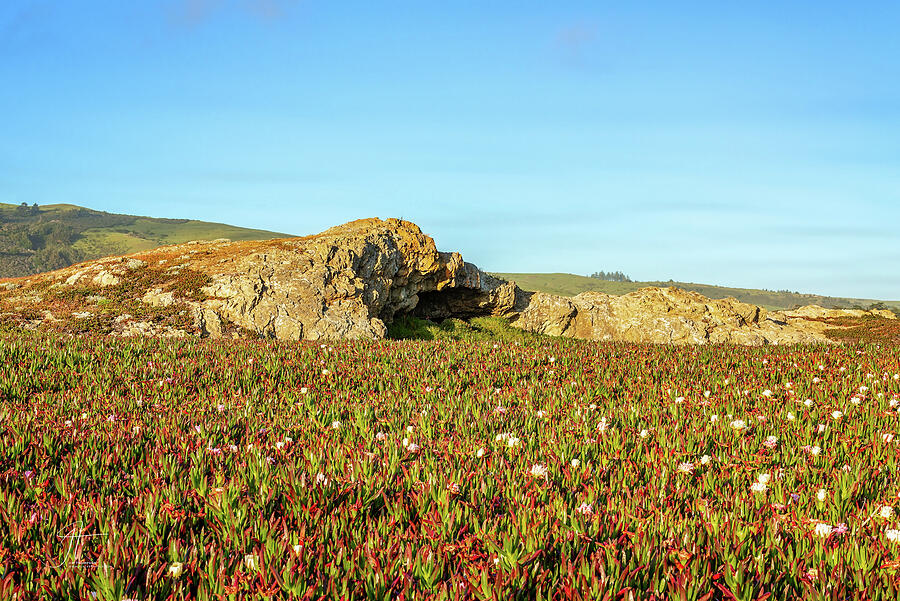 Landscape Photograph - Ice Plant with Flowers by Jim Thompson Landscape Photograph - Ice Plant with Flowers by Jim Thompson