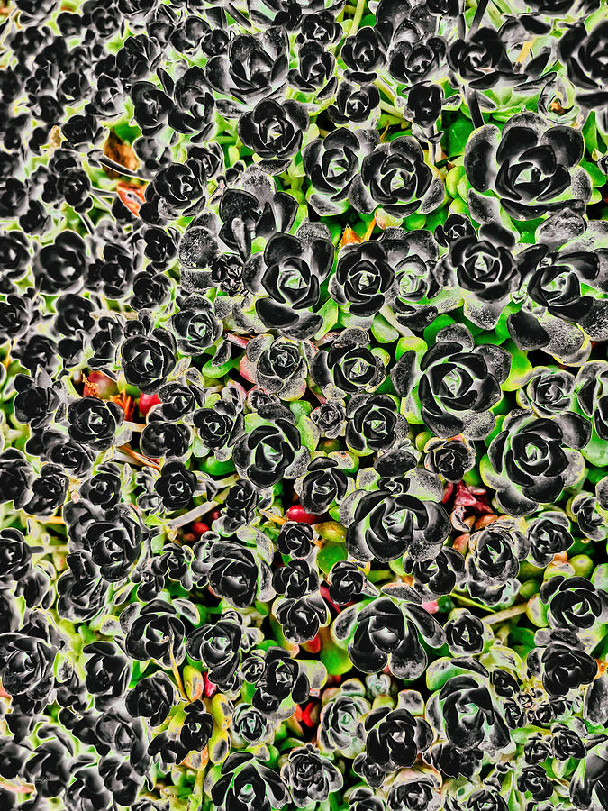 Succulents Digital Art by Bruce Block Succulents Digital Art by Bruce Block