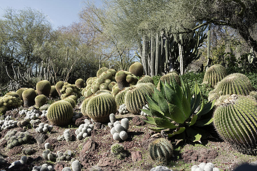 Succulents, Cacti and the Deep Blue Sky Photograph by Phil Welsher
