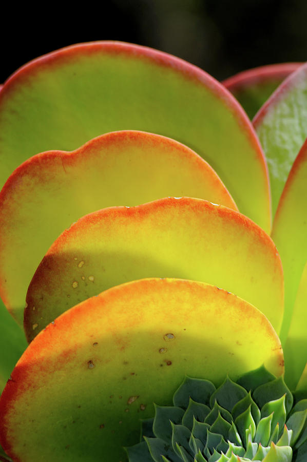 Succulents Photograph by Engle Meredith Succulents Photograph by Engle Meredith