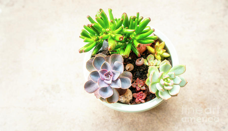 Succulents In Pot Photograph by Charline Xia