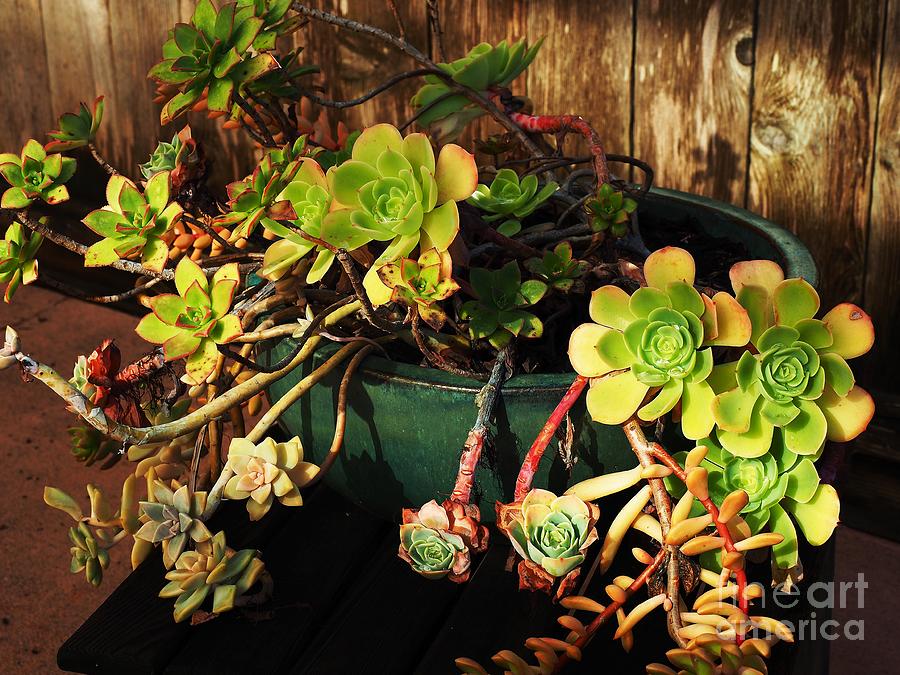 Succulents In Winter Photograph by Richard Thomas