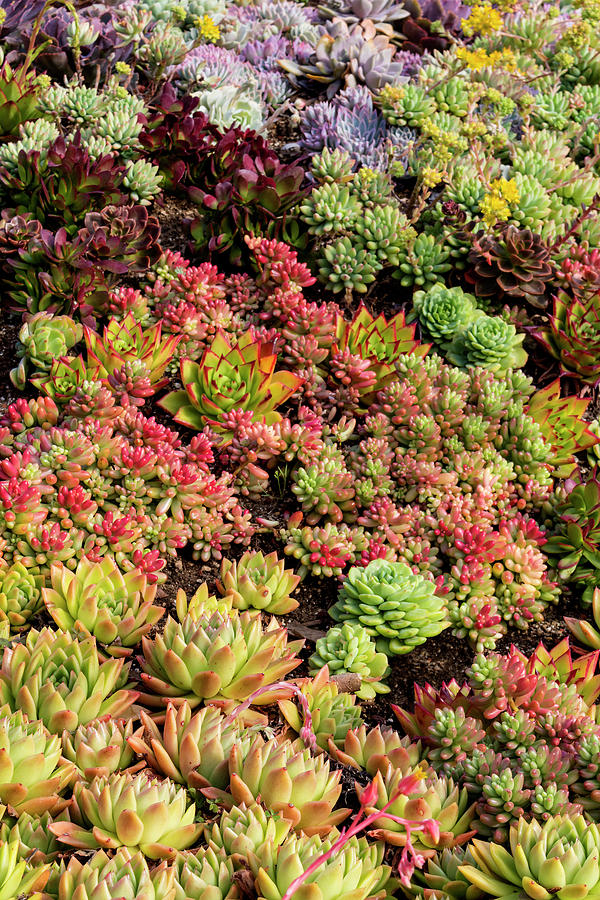 Succulents Galore Photograph by Phil Welsher