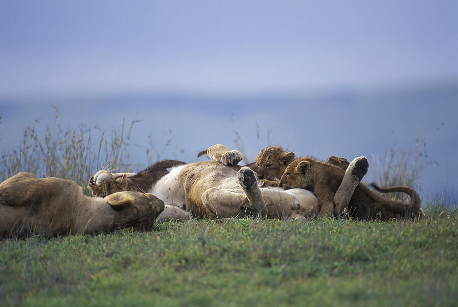 Suckling lion babys, Ngorongoro Crater, Tanzania Photograph by Franz Aberham