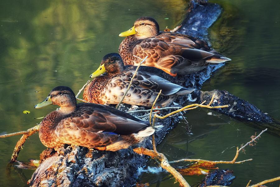 Ducks on a Log Photograph by Evan Foster