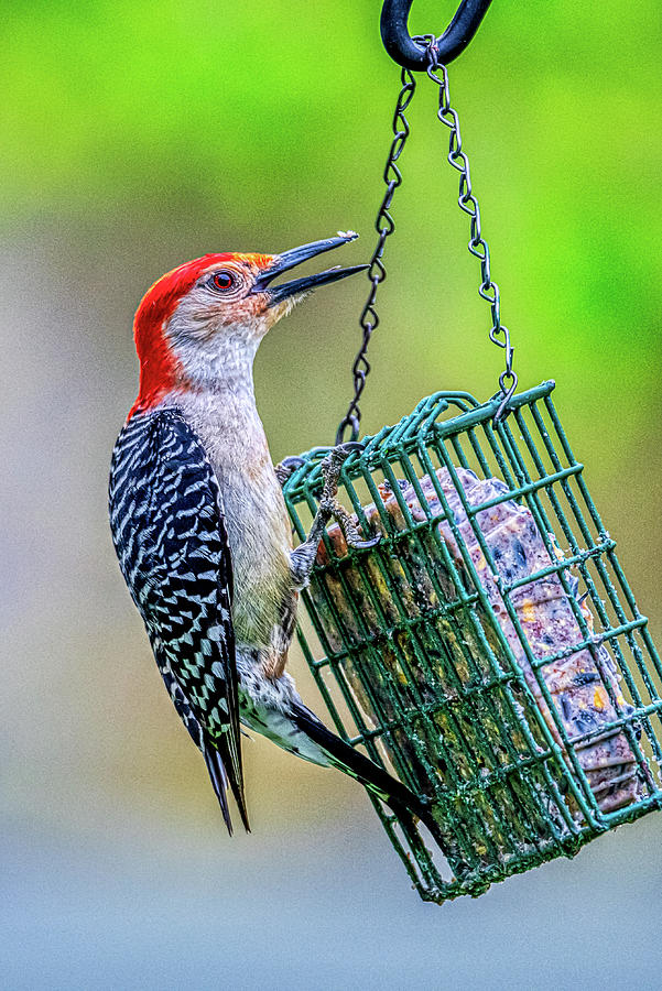 Suet Faced Red Bellied Woodpecker Photograph by Donald Lanham Pixels