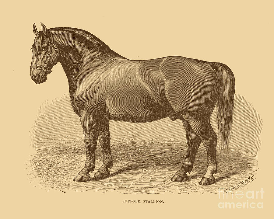 Horse Digital Art - Suffolk Horse Stallion by Madame Memento