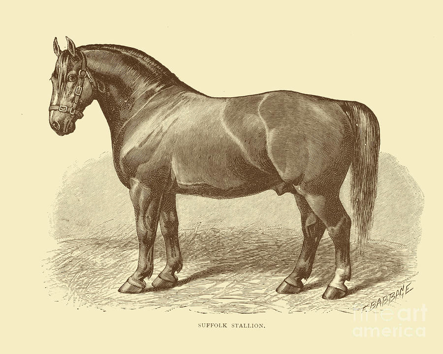 Horse Digital Art - Suffolk Punch Horse Breed Art by Madame Memento