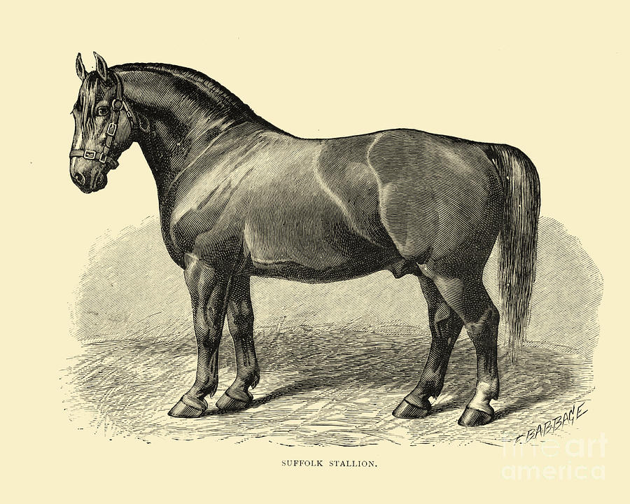 Horse Digital Art - Suffolk Punch by Madame Memento