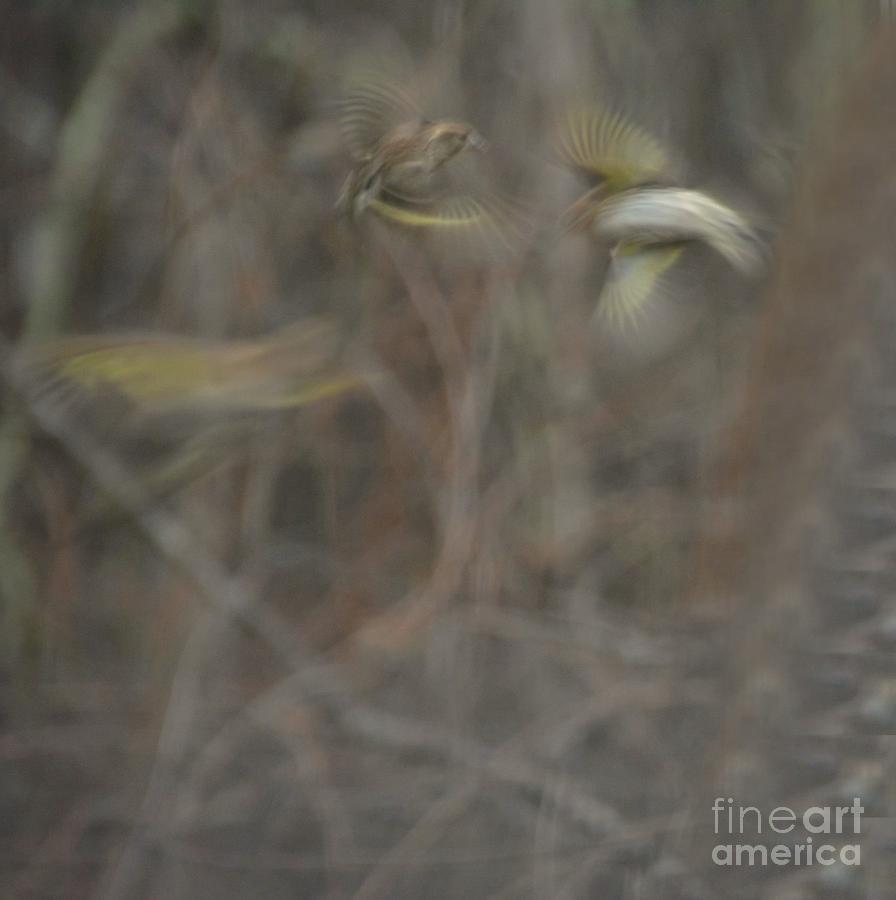 Finches Suffused in flight. Photograph by Adrian De Leon Art and Photography