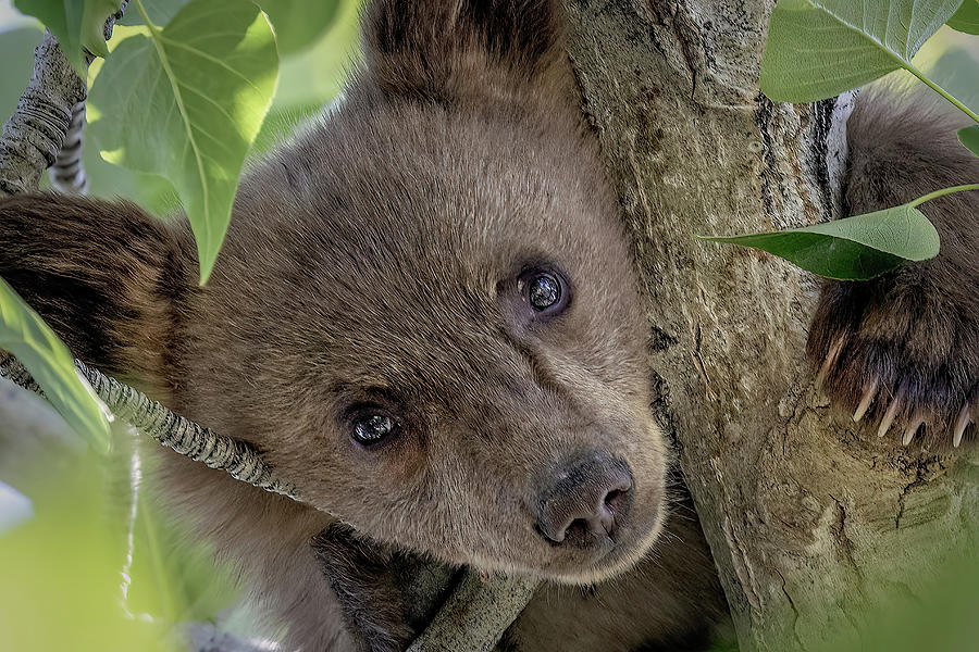 Sugar bears cub Photograph by John T Humphrey