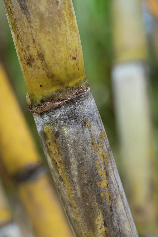 Sugar Cane Stalks Photograph by Tina Horne Sugar Cane Stalks Photograph by Tina Horne