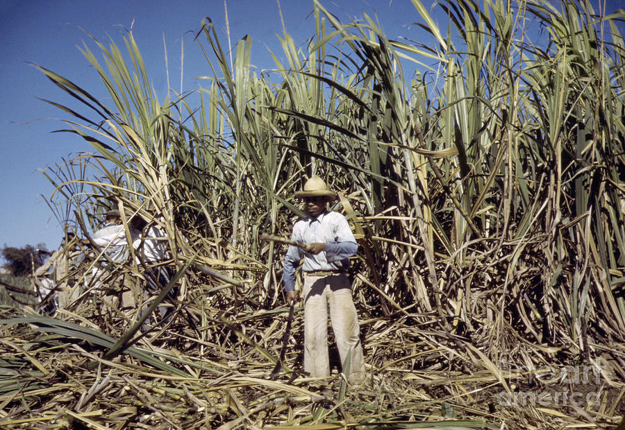 Sugar Cane Workers, 1942 Photograph by Jack Delano