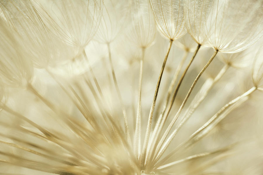 Sugar Dandelions Photograph by Iris Greenwell