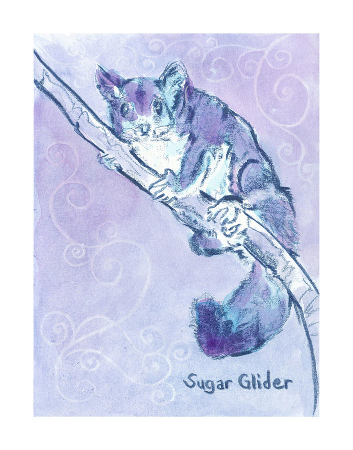 Sugar Glider Zooly 2019 Drawing