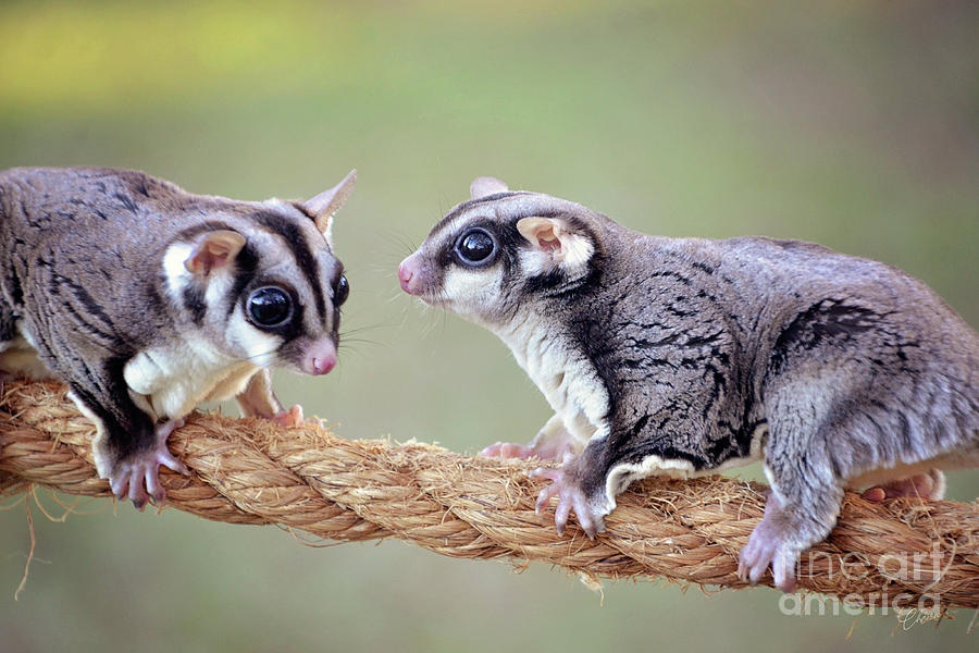 Sugar Gliders Photograph by Kimberly Chason Fine Art America