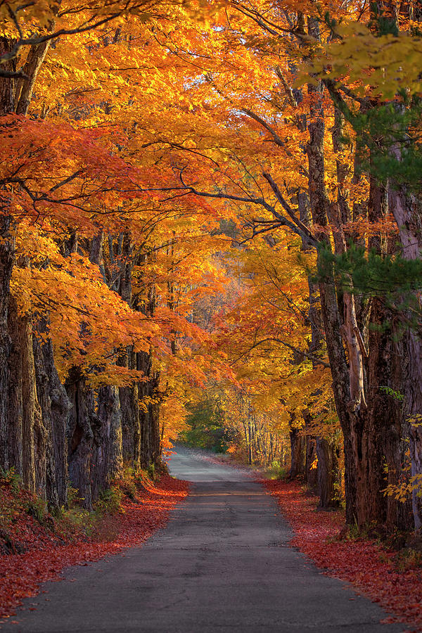 Sugar Hill Autumn Maple Road 2 Photograph by White Mountain Images