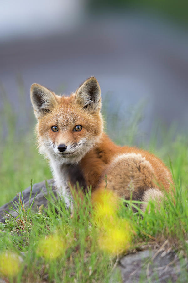 Sugar Hill Fox Photograph by White Mountain Images