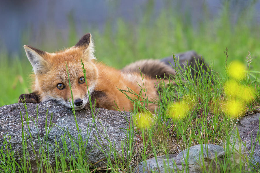 Sugar Hill Fox Resting Crop Photograph by White Mountain Images
