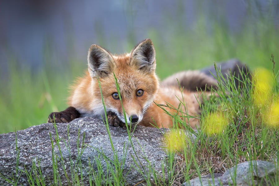Sugar Hill Playful Fox Photograph by White Mountain Images