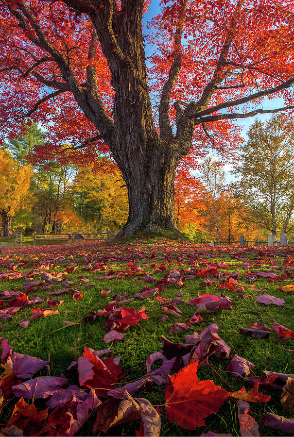 Sugar Hill Scarlet Maple Photograph by White Mountain Images