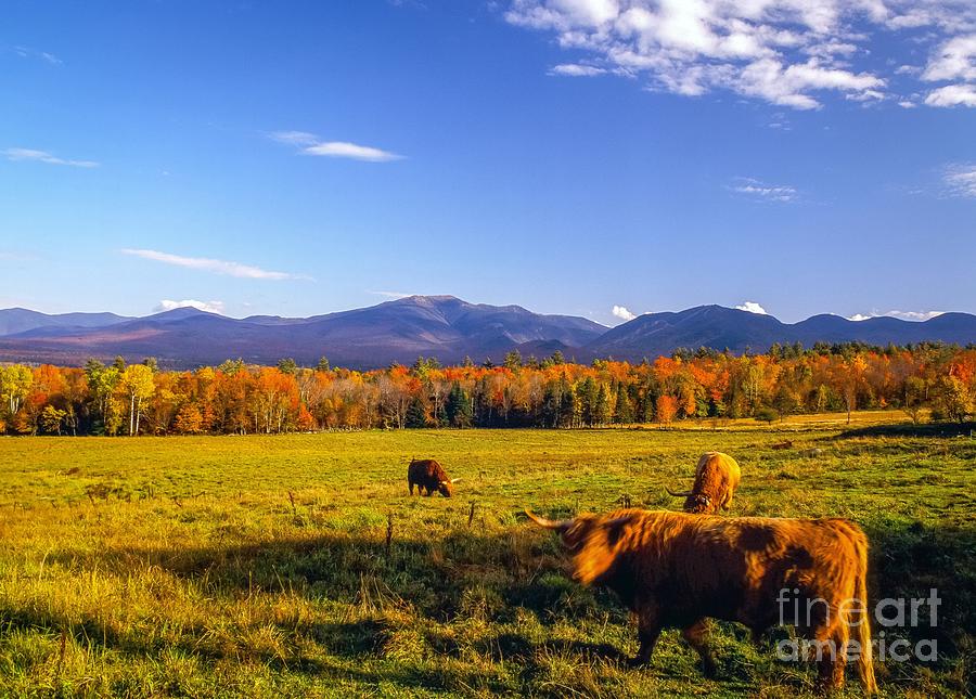 Sugar Hill steer Photograph by Michael McCormack - Fine Art America