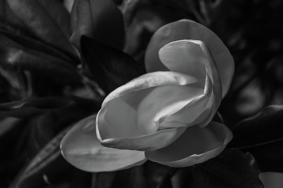 Sugar Magnolia by Amanda Rimmer Sugar Magnolia by Amanda Rimmer