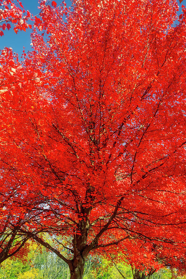 Sugar Maple Photograph by Chuck Rydlewski | Fine Art America