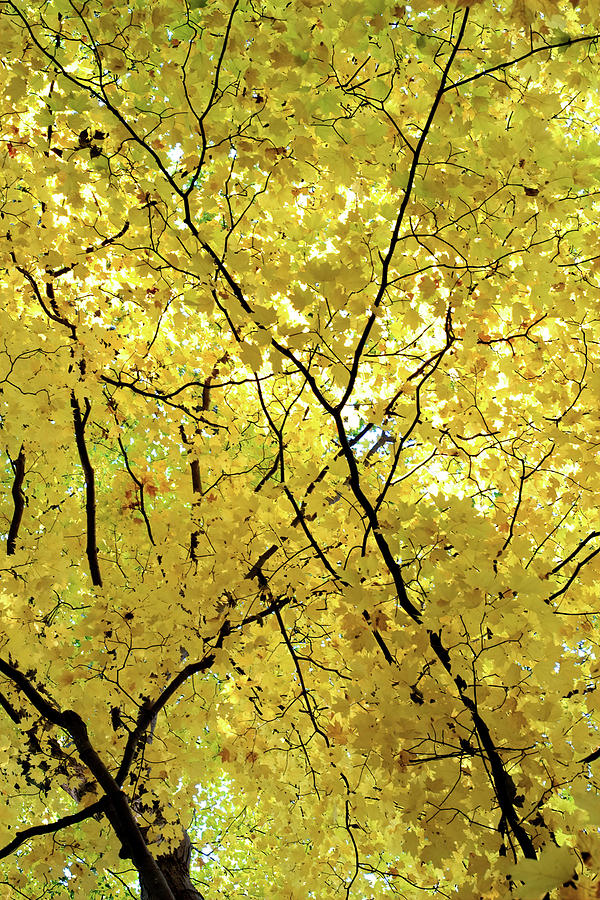 Sugar Maple Honey Photograph by Kathi Mirto - Fine Art America