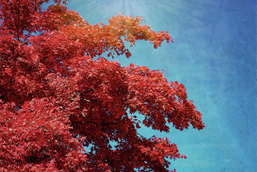 Sugar Maple In Fall Photograph
