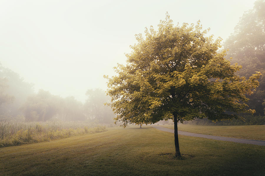 Sugar Maple in the Fog - Lehigh Parkway Photograph by Jason Fink