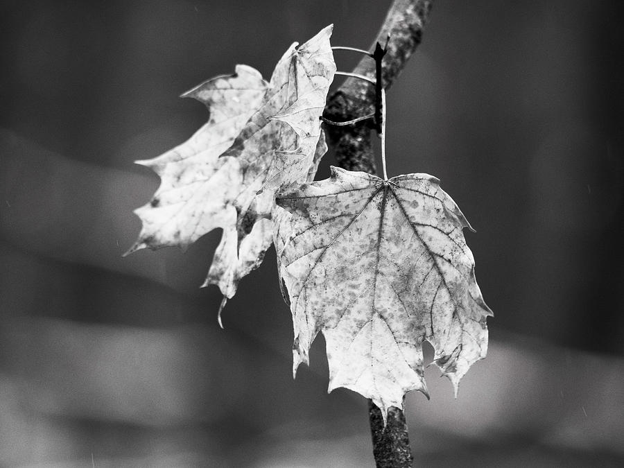 Black And White Photograph - Sugar Maple Leaves 1 by Todd Bannor