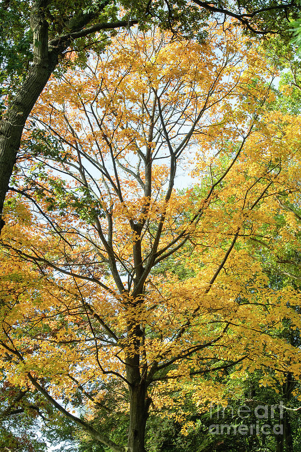 Fall Photograph - Sugar Maple Tree in Autumn by Tim Gainey