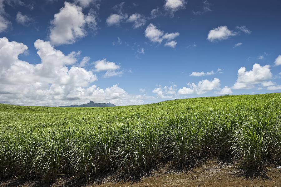 Sugarcane Field Photograph by Santosha