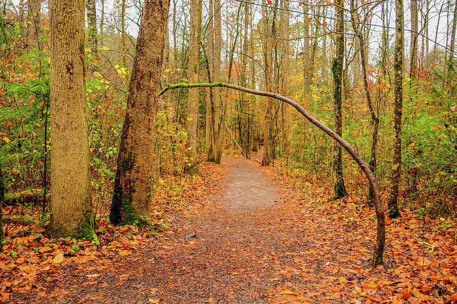 Sugarlands Trail In The Smokies Photograph