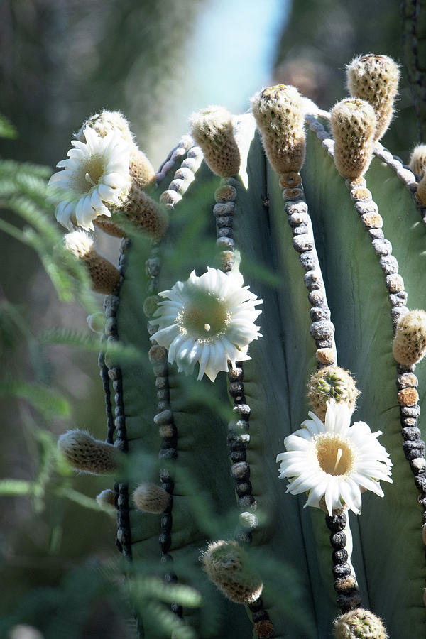 Sugero Cactus Flowers Photograph