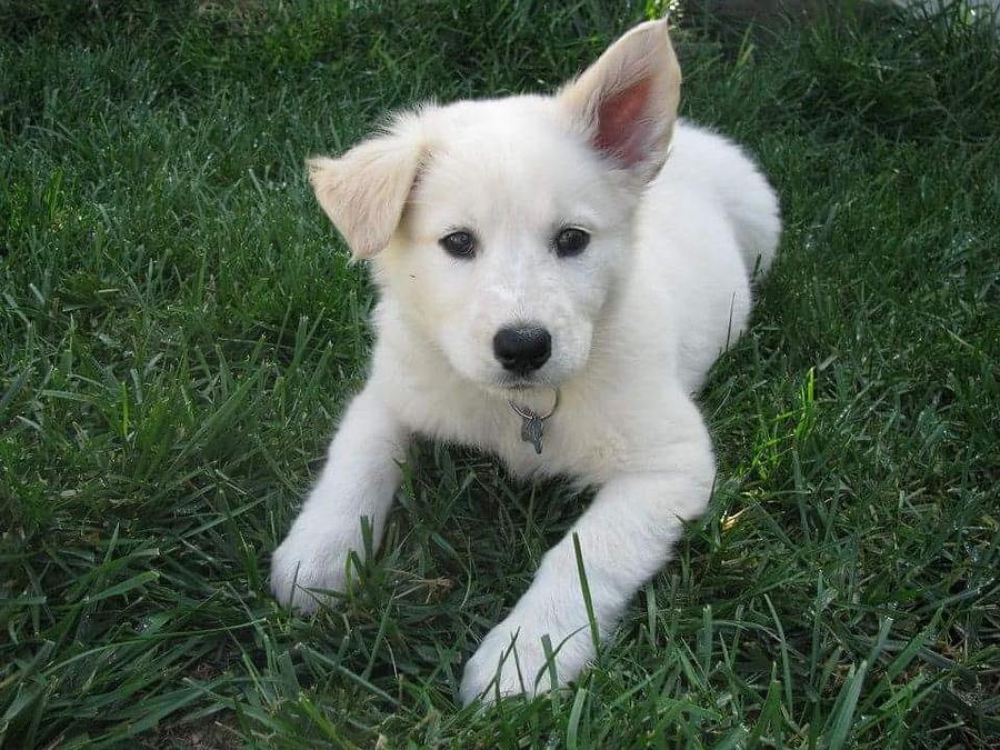 Suki pup Photograph by Mikayla Besket | Fine Art America