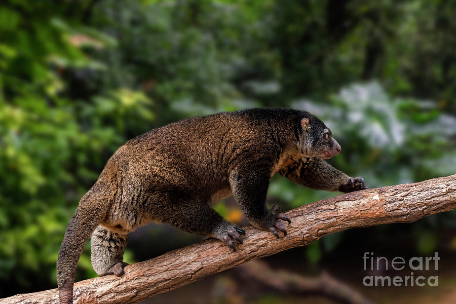 Sulawesi Bear Cuscus Photograph by Arterra Picture Library