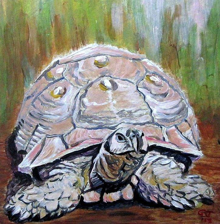 Sulcata Tortoise Painting by Ginger Jamerson