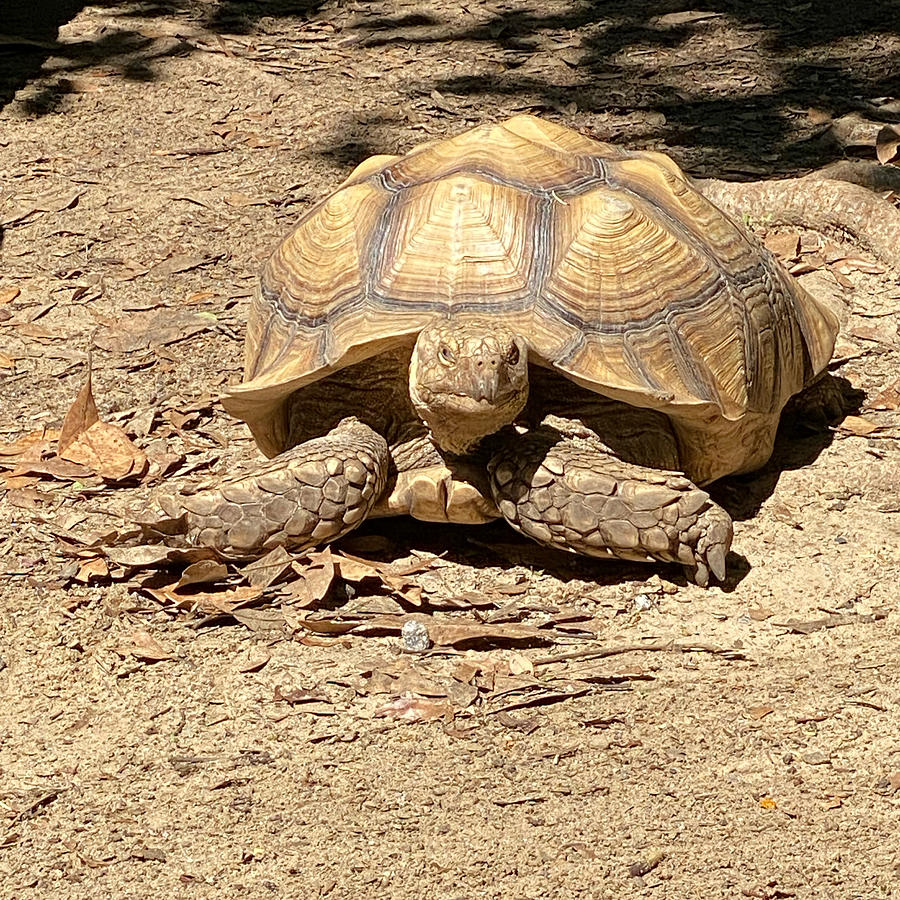 Sulcata Tortoise Photograph By Nicole Wilson | Pixels