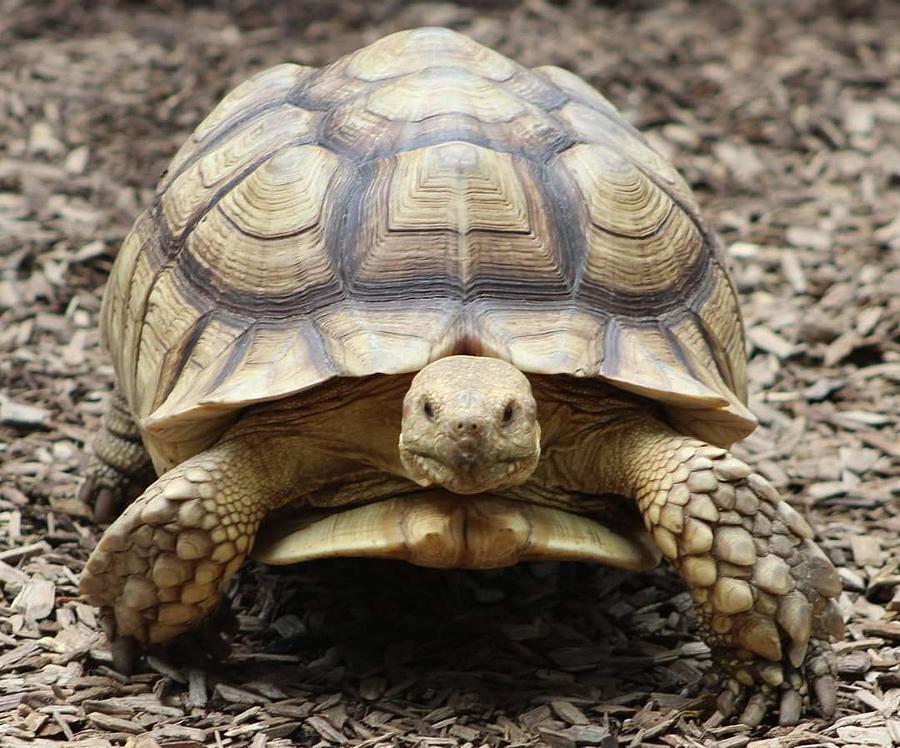 Sulcata Tortoise Photograph by Tracy Chambers | Fine Art America