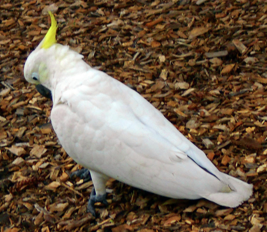 Sulfur Crested Cockatoos Photograph By Ron Kandt