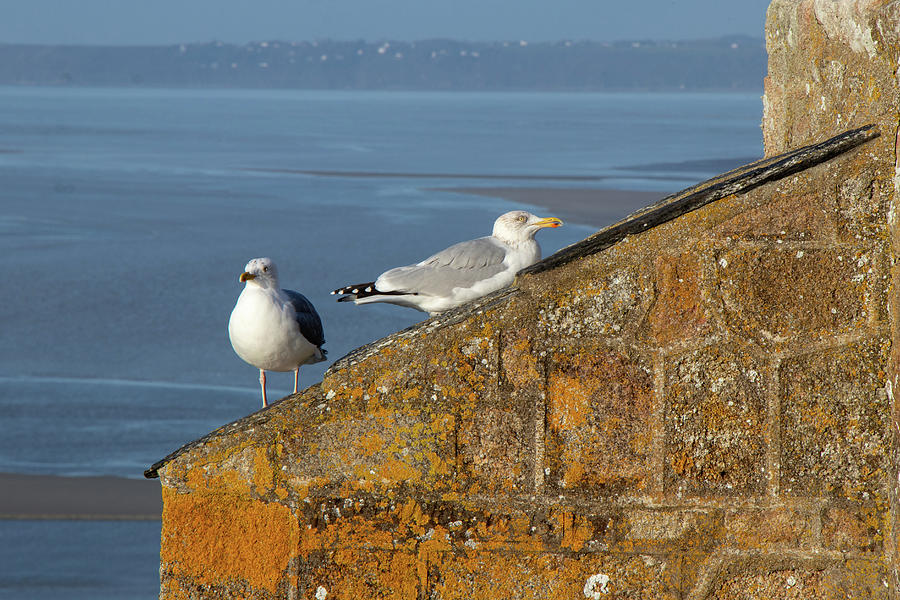 Sulking seagulls Photograph by Avenue Des Images Sulking seagulls Photograph by Avenue Des Images