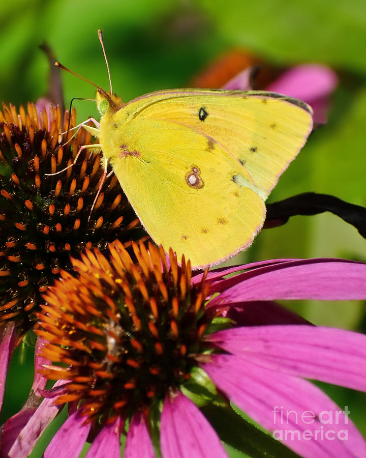 Sulphur Butterfly And Pink Cone Flower Photograph by Kathy M Krause